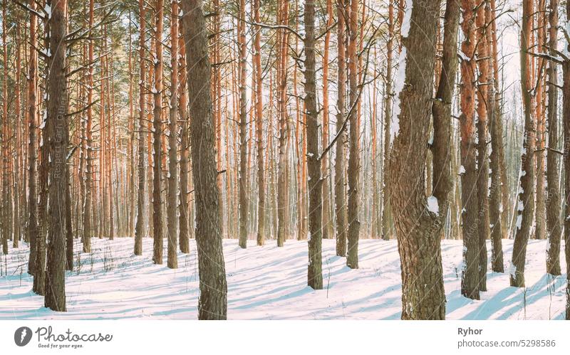 4K Beautiful Blue Shadows From Pines Trees In Motion On Winter Snowy Ground. Sunshine In Forest. Sunset Sunlight Shining Through Pine Greenwoods Woods Landscape. Snow Nature