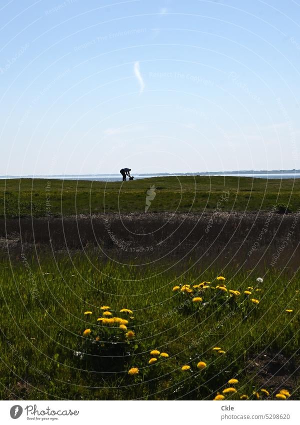 With dog on flower meadow by the sea Meadow flowers Ocean Dog master dog owner coast Beach Water wide Horizon Sky Far-off places Nature Sand Landscape