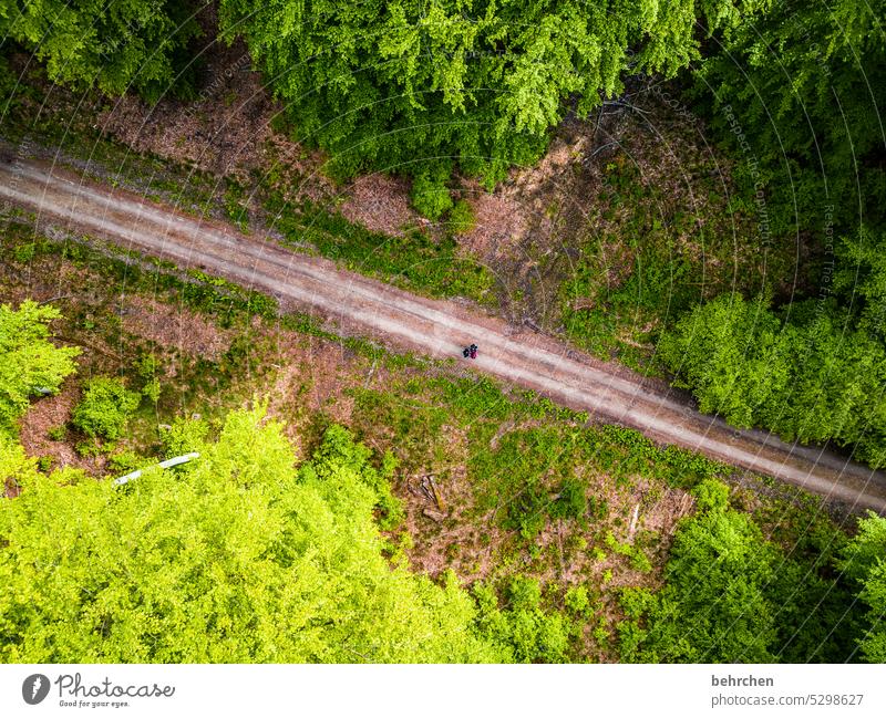 away stories Lanes & trails leaves from on high drone Bird's-eye view Branches and twigs Colour photo Home country Tree Seasons Exterior shot trees Landscape