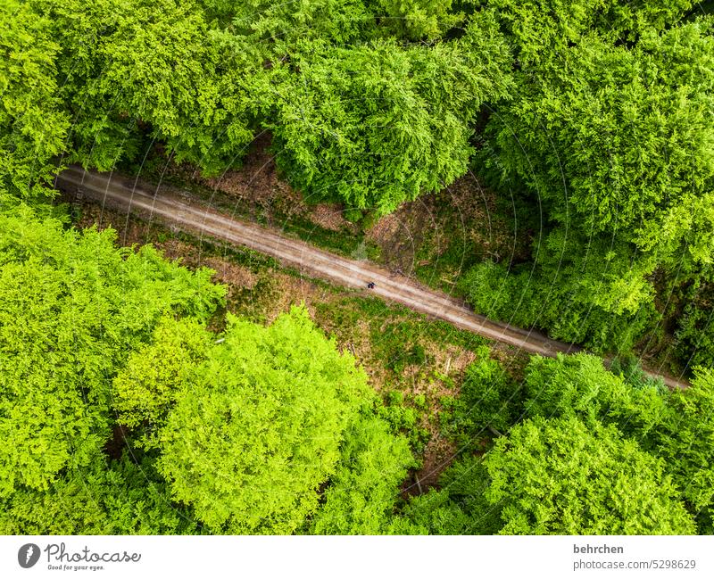 even holes don't last forever | if they eventually grow shut Treetop Green Forest Environment Landscape trees Exterior shot Seasons Home country Colour photo