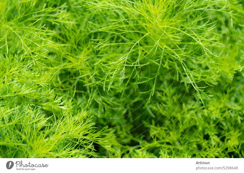 Green leaves of ornamental plant in the garden. Full frame small green leaf texture background. Dense green leaf with beauty pattern texture background. Green wallpaper. Nature abstract background.