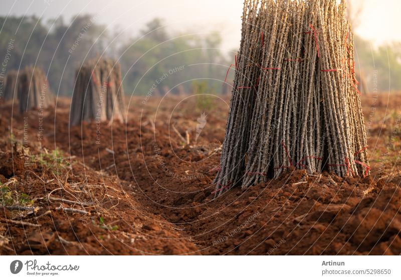 Cassava farm. Manioc or tapioca plant field. Bundle of cassava trees in cassava farm. The plowed field for planting crops. Sustainable farming. Agriculture in developing countries. Staple food crop.