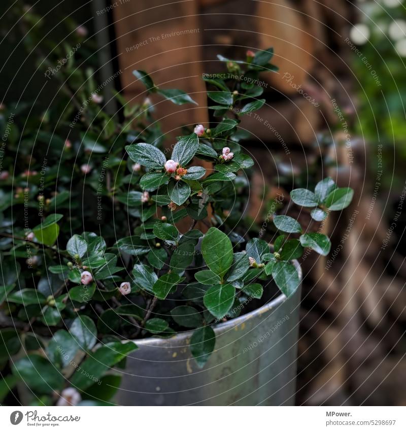 flower pot Flowerpot flowers Exterior shot Garden Green Spring Close-up naturally pretty Colour photo Deserted Plant Day Blossoming Nature Environment Summer