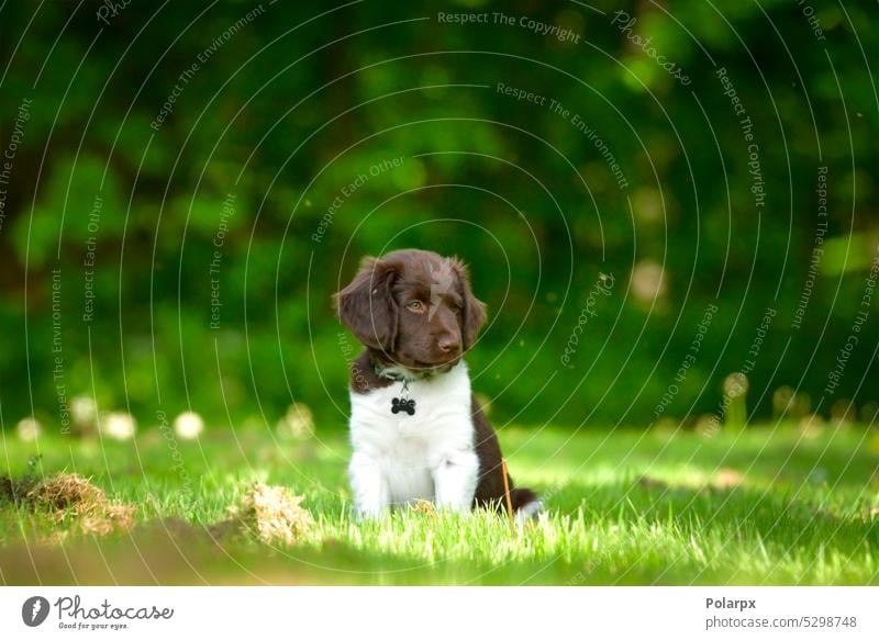 Cute stabyhoun puppy on a green lawn near a forest in the spring dog cute dutch hound brown and white dog park european male stabyhoun dog doggy netherlands