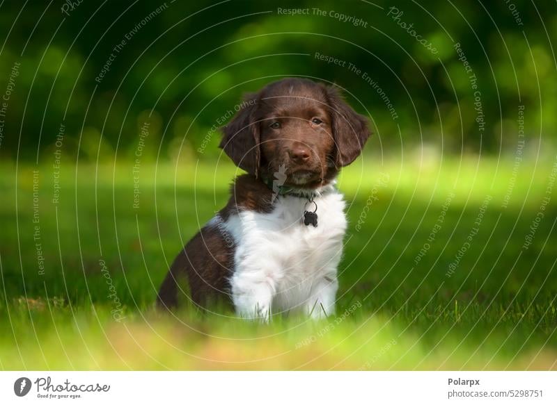 Cute stabyhoun puppy on a green lawn near a forest in the spring dog cute dutch hound brown and white dog park european male stabyhoun dog doggy netherlands