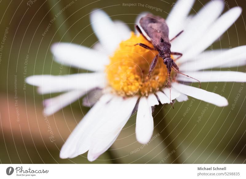 Insect on a daisy Marguerite Flower Plant Nature Blossom Nectar nectar collector Macro (Extreme close-up) Pollen Close-up Sprinkle pollination Colour photo