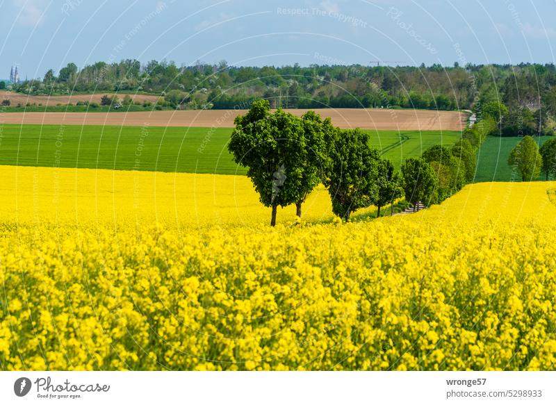 A tree-lined country lane leads between two fields of rapeseed in bloom Canola field Oilseed rape flower yellow fields Spring fever early summer Field