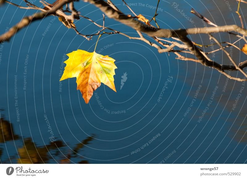 autumn motif Nature Plant Water Autumn Tree Leaf Deciduous tree American Sycamore Pond Blue Multicoloured Yellow Autumn leaves Autumnal Shore of a pond