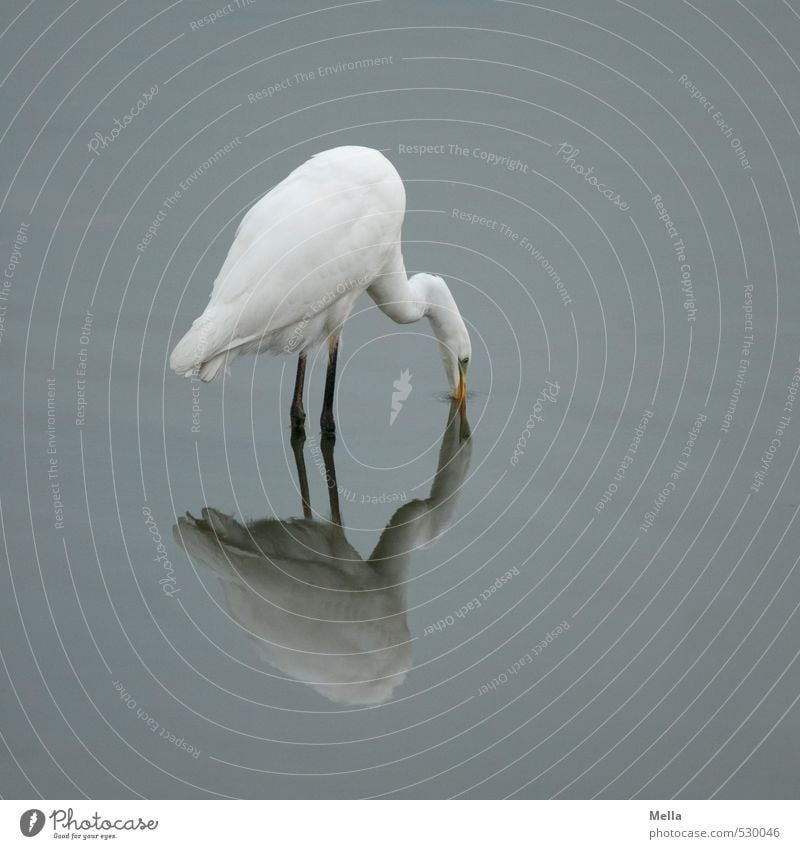 Gotcha! Environment Nature Animal Water Pond Lake Wild animal Bird Heron Great egret 1 Catch Stand Natural Gloomy Gray Dive Reflection Colour photo