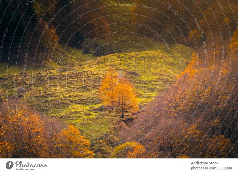 Picturesque view of autumn forest with orange trees nature woods fall landscape hill woodland park ordesa pyrenees of huesca europe spain environment colorful