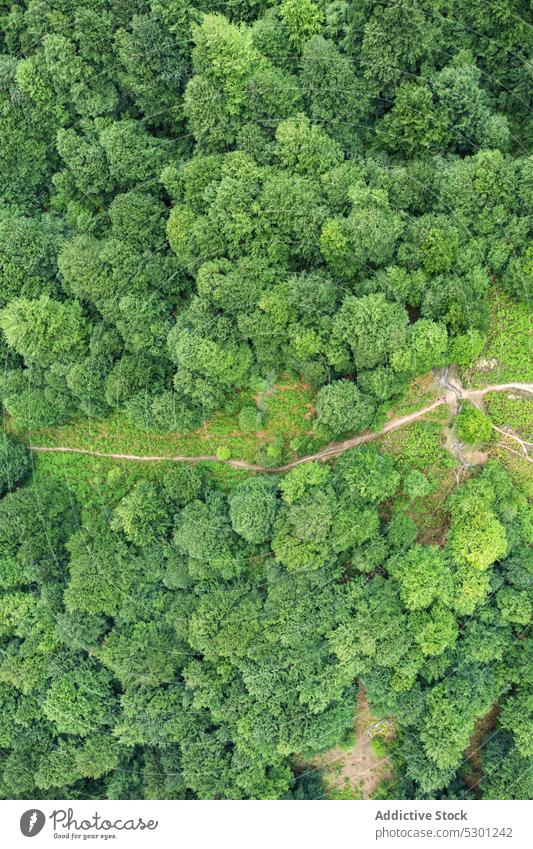 Narrow path in between green trees in forest lush countryside foliage deciduous weather fall road scenic narrow serene breathtaking woods woodland growth