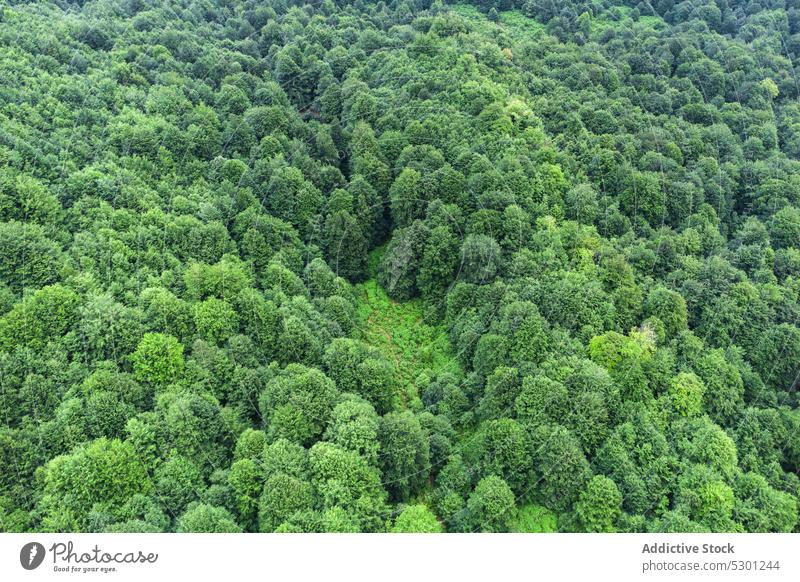 Green trees in forest lush countryside foliage deciduous weather fall scenic serene peaceful breathtaking woods woodland growth mountain season vivid landscape