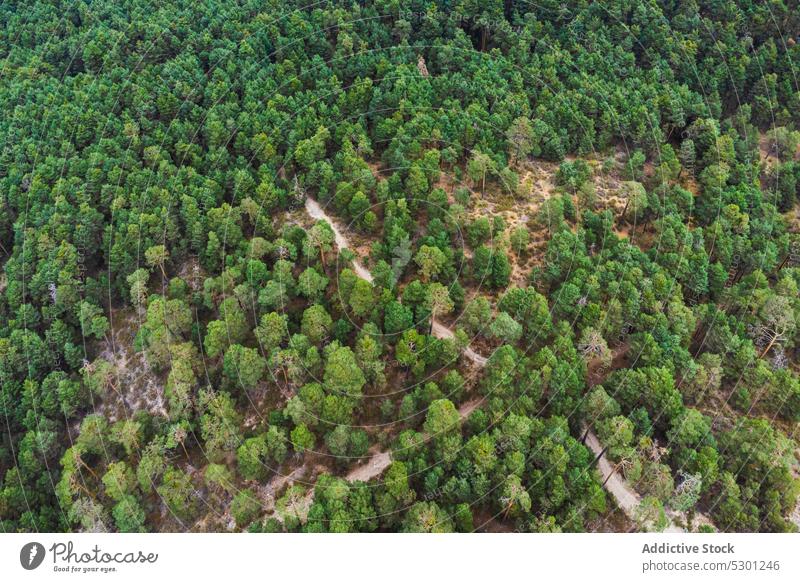 Narrow path in between green trees in forest lush countryside foliage deciduous weather fall road scenic narrow serene peaceful breathtaking woods woodland