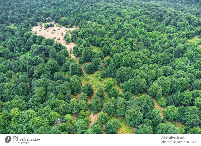 Green trees in forest lush countryside foliage deciduous weather fall scenic serene peaceful breathtaking woods woodland growth mountain season vivid landscape