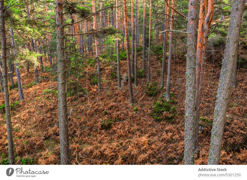 Windy day in autumn forest tree fall leaf wind weather deciduous trunk path cover foliage nature season woods dry countryside way trail pathway lush fade