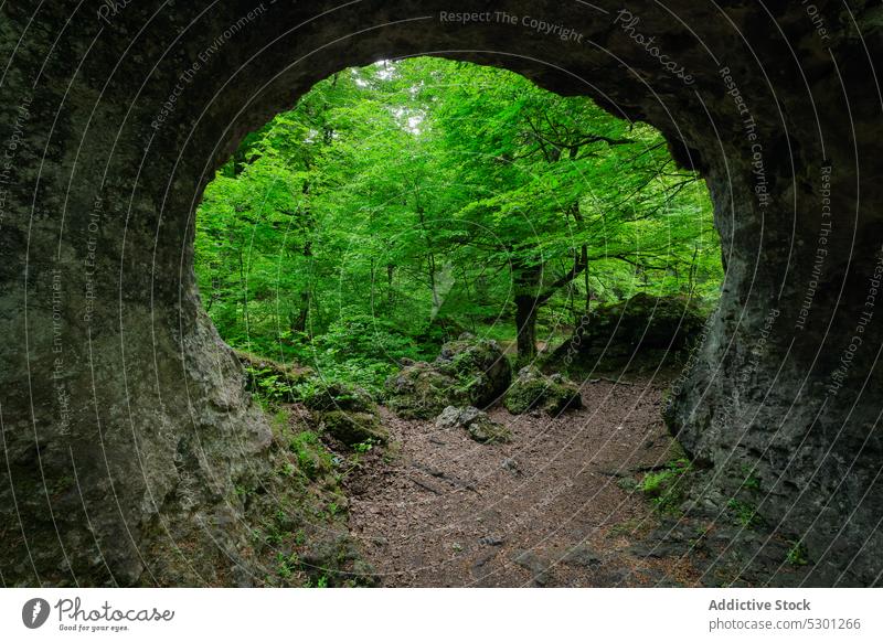 Stone cave in green forest with trees nature stone landscape rough bush scenery rocky environment plant woods wild picturesque formation vegetate geology flora