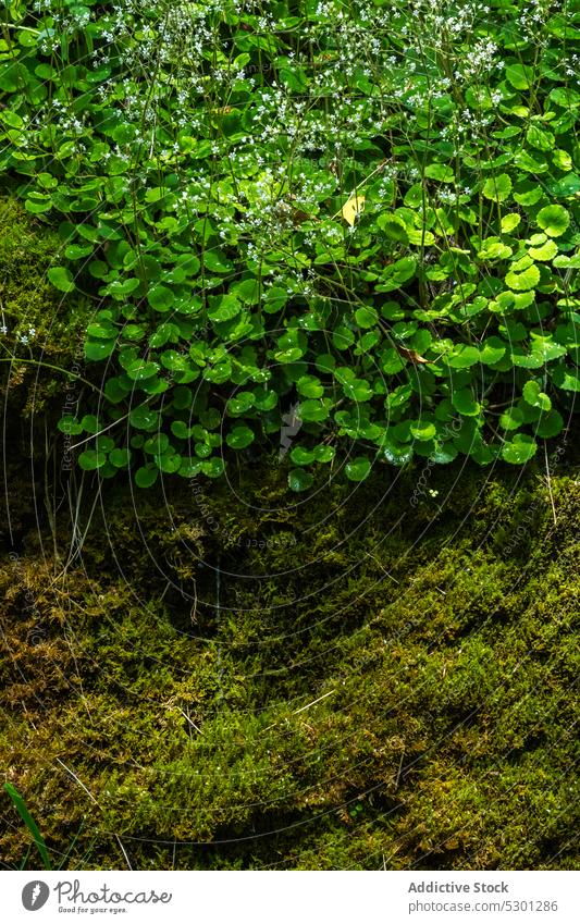 Lush green tree growing in woods forest leaf moss foliage nature environment landscape ground vegetate plant summer woodland countryside flora greenery growth