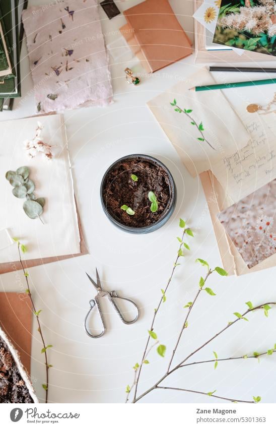 Messy biology desk with small plants in a pot, growing and gardening messy desk biology class botany botanical growth growing plants science science class