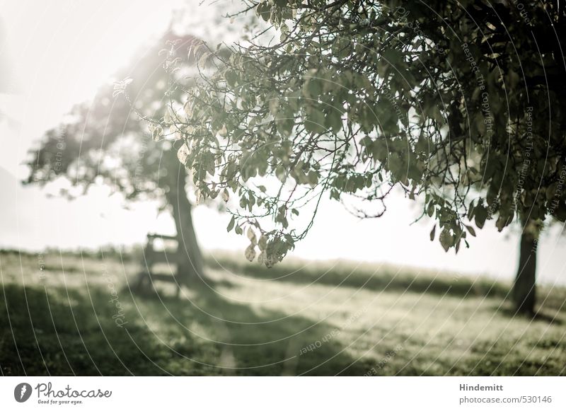 late summer green Landscape Summer Autumn Beautiful weather Plant Tree Leaf Meadow Field Hill Stand Illuminate Growth Infinity Cliche Warmth Gray Green Happy