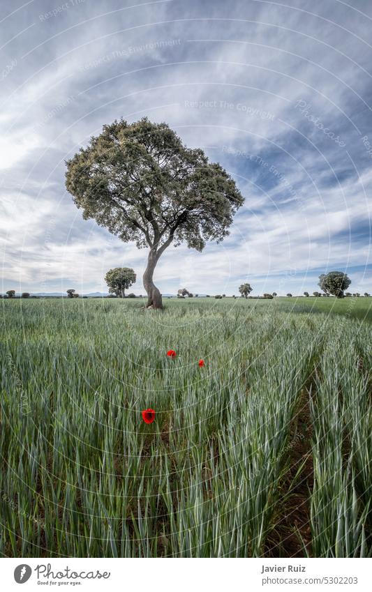 solitary poppies in the middle of a cereal field with century old holm oaks in the background crops tree green red coudy sky farm agriculture blue clouds summer