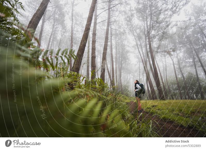 Female travel photographer standing in tropical forest woman photo camera traveler backpacker fog tall coniferous tree mist female young growth peaceful flora