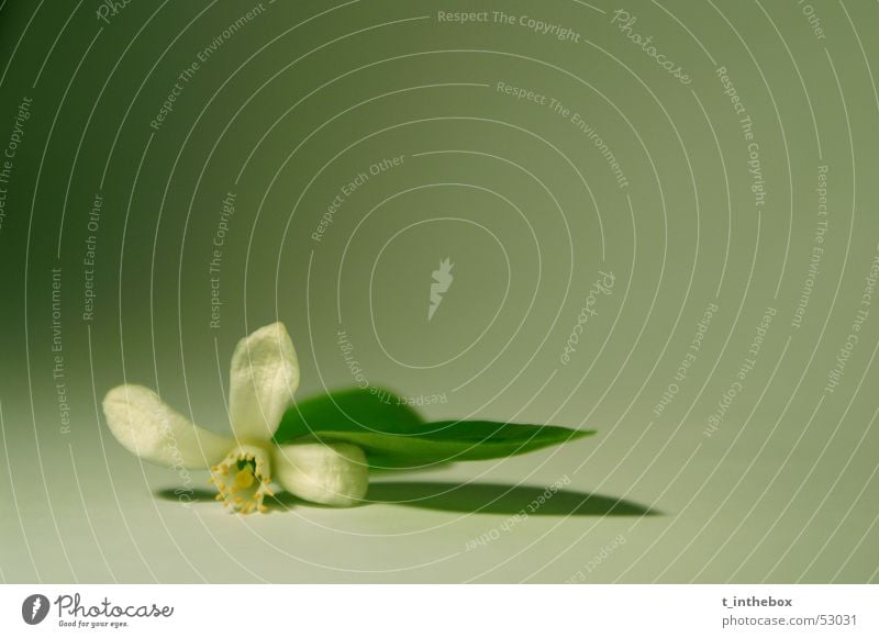 Little Flower Macro (Extreme close-up) Simple flower small leaf white dark bright alone