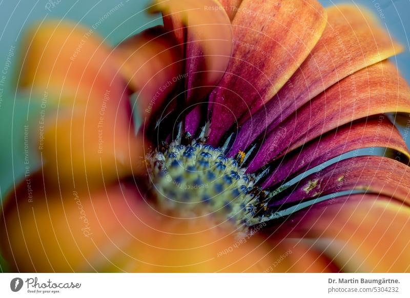 Bornholm daisy, Osteospermum ecklonis; cultivated form, inflorescence Cultural form blossom from South Africa dwarf shrub Evergreen frost-sensitive composite