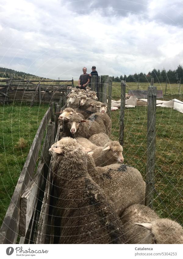 Sheep and two men Gate Fence Clouds Sky Nature Hill Exterior shot Environment Landscape Day naturally Animal Farm animal prairie grasslands Grass persons Plant