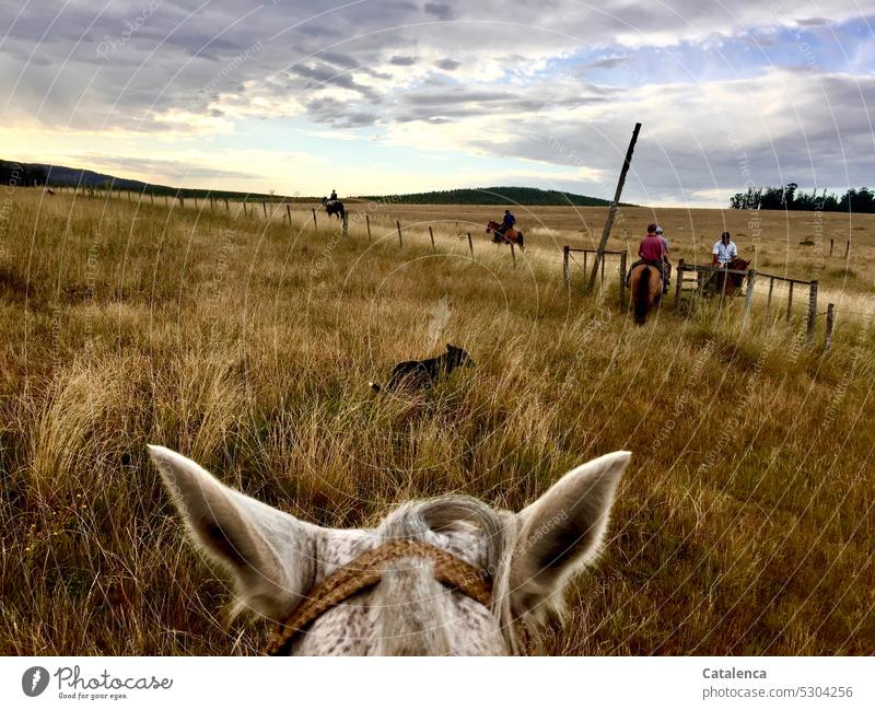 Rider on the leave the pasture Dog Keeping of animals daylight Horizon Agriculture Willow tree Plant Summer persons Grass grasslands prairie Horse Farm animal