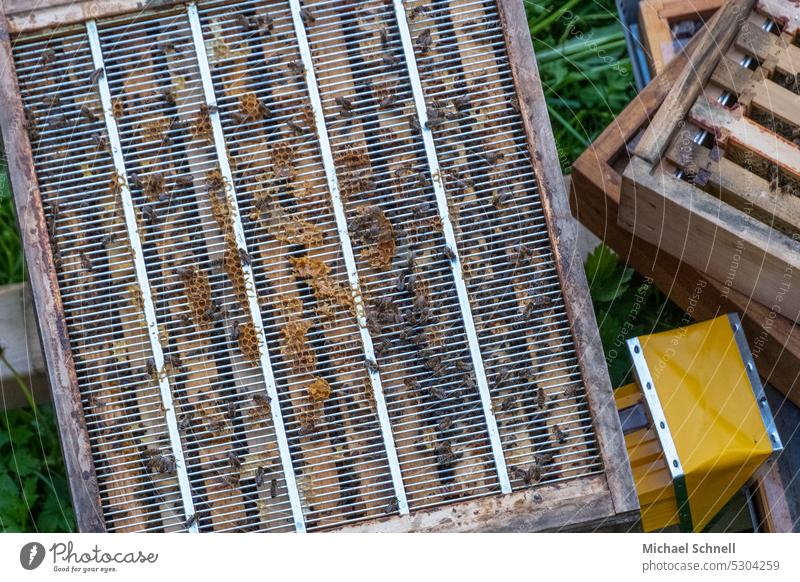 View into a bee hive Beehive Bee Hive bee hives Honey bee Insect Bee-keeping Bee-keeper Nature beekeeping Food Colony naturally Healthy Honeycomb Pollen Frame