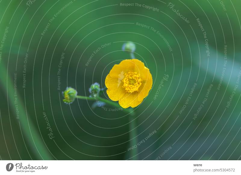 Close up of flower of buttercup against blurred background of meadow Background Blossoms Herb blooming copy space flowers meadow herb nature nobody