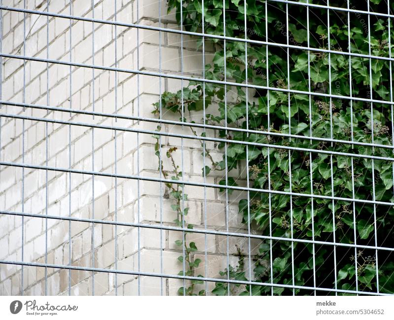 Ivy behind bars Garden Environment Park Growth Nature naturally leaves Botany Fresh foliage botanical freshness vegetation flora Exterior Gardening Outdoors