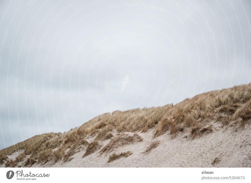 Beach grass on wading sea beach grass duene Sand Wading Sea Nature Ocean coasts North Sea Green Beige Tuft of grass holidays Marram grass