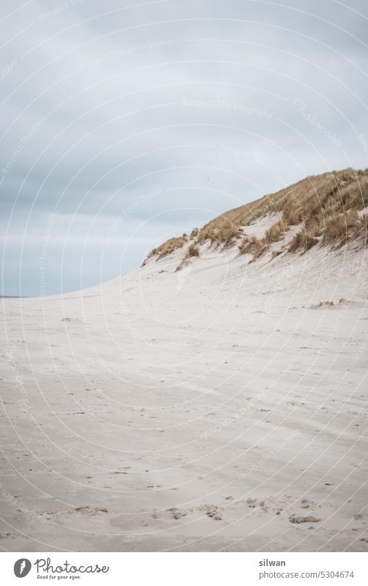 Beach grass on wading sea beach grass duene Sand Wading Sea Nature Ocean coasts North Sea Green Beige Tuft of grass holidays Marram grass