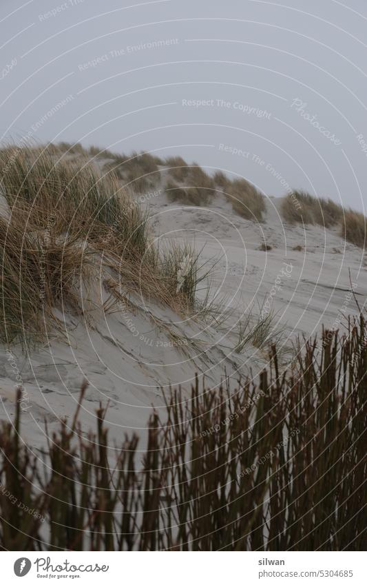 Beach grass on wading sea beach grass duene Sand Wading Sea Nature Ocean coasts North Sea Green Beige Tuft of grass holidays Marram grass wind deflector Hedge