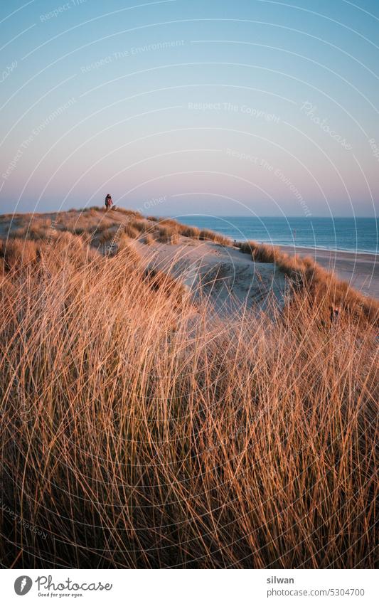 Sunset at wading sea beach grass duene Sand Wading Sea Nature Ocean coasts North Sea Green Beige Tuft of grass holidays Marram grass blue hour Orange warm