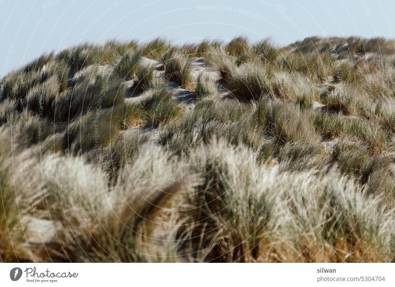 Beach grass on wading sea beach grass duene Sand Wading Sea Nature Ocean coasts North Sea Green Beige Tuft of grass holidays Marram grass