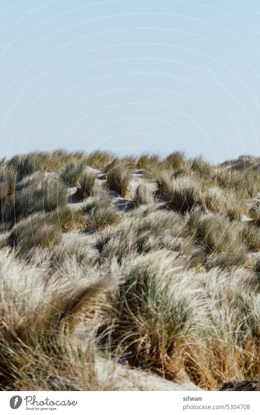 Beach grass on wading sea beach grass duene Sand Wading Sea Nature Ocean coasts North Sea Green Beige Tuft of grass holidays Marram grass