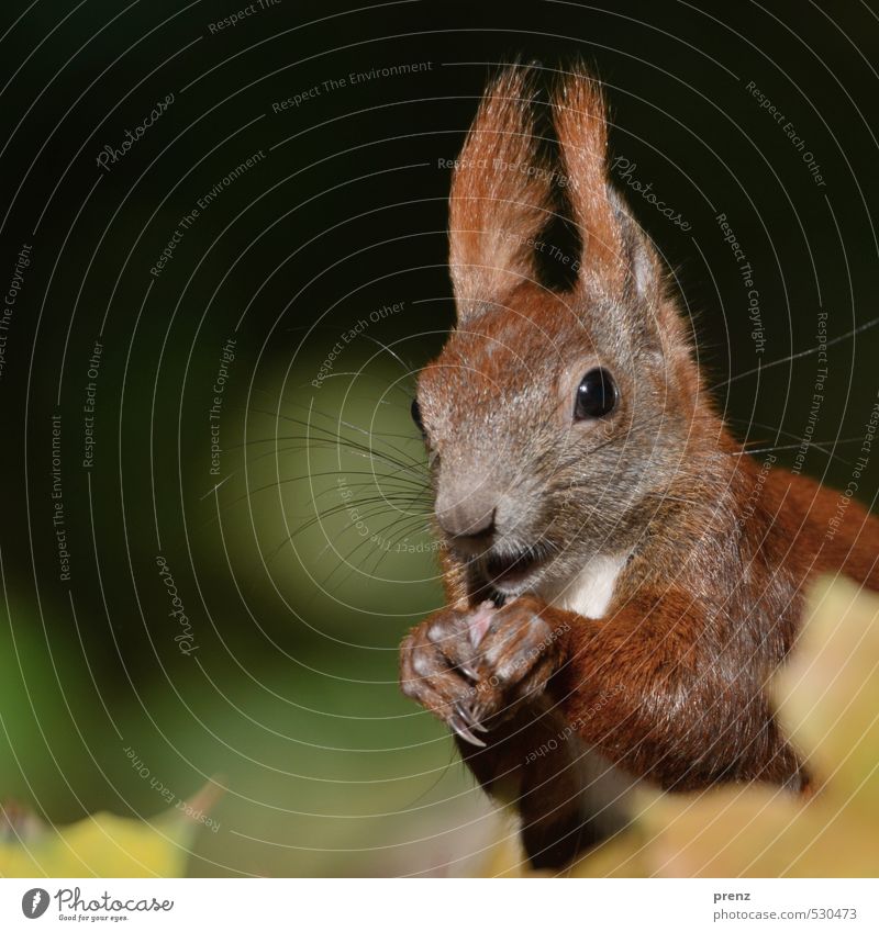 portrait Environment Nature Animal Autumn Beautiful weather Brown Green Squirrel Head Colour photo Exterior shot Deserted Copy Space left Day