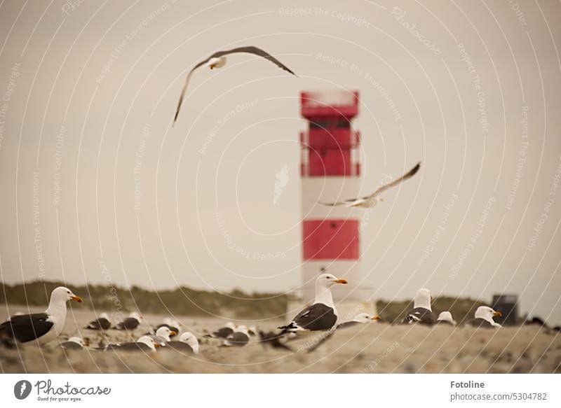 What a bustle at the lighthouse on the dune of Helgoland. The beach is full of seagulls and more birds are landing. Seagull Island Lighthouse Gull birds