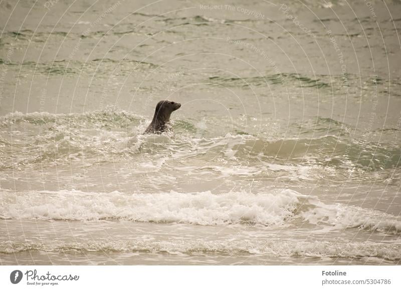 A grey seal swims in the North Sea off Helgoland. She surfaced only briefly, looked around and immediately dived under again. Seals Animal Colour photo