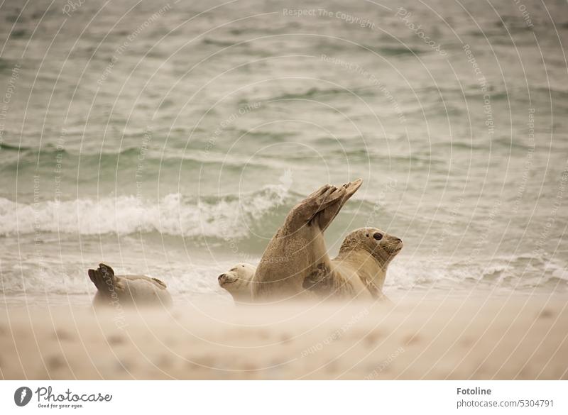 A group of seals lies on the beach on the dune of Helgoland. It is windy, the sand whips across the beach. The North Sea is rough and wavy. But the seals are not bothered by it.