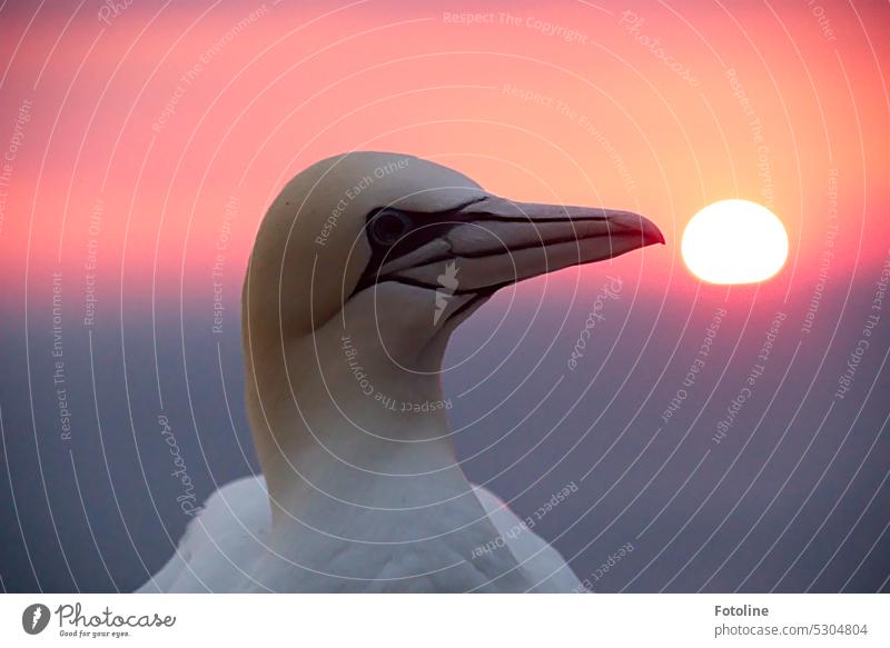 Portrait of gannet in the sunset on Helgoland. Northern gannet Bird Colour photo Exterior shot Animal Wild animal North Sea Ocean coast White Water Freedom