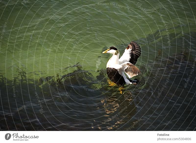 An eider duck bathes in the North Sea in front of the dune of Helgoland. She has just preened herself and is now spreading her wings wide. Eider duck Duck Bird