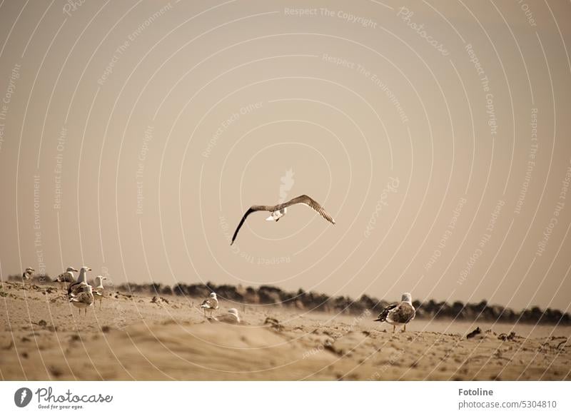 A seagull flies over the beach of Helgolands Düne under close observation of the others. Later, posture notes are distributed. Seagull Gull birds Bird Animal