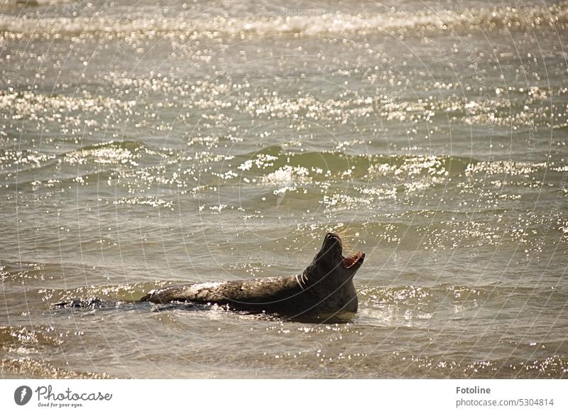 A grey seal splashes around in the North Sea on the dune of Helgoland. The waves play around it. It opens its mouth wide and lets out a long, drawn-out roar. The sea glistens, I would love to keep the seal company.