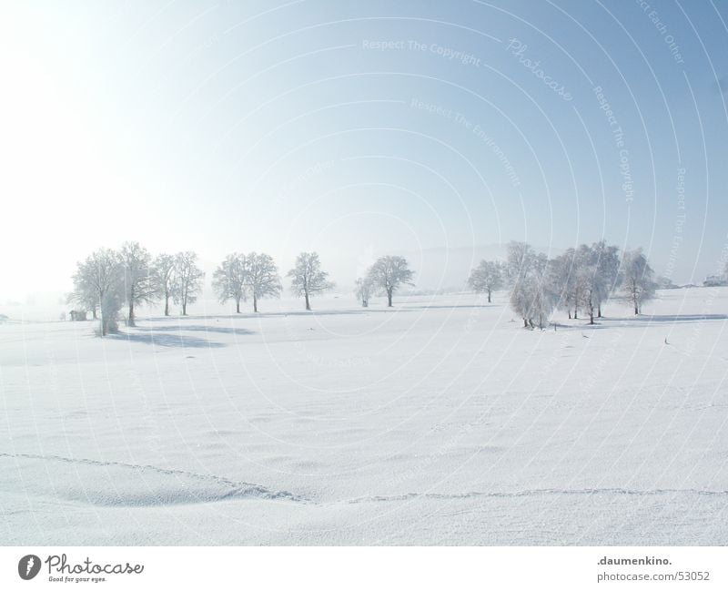 council of elders Tree Forest Cold Winter Human being White Seasons Calm Alliance Symbols and metaphors Light Sky Detail Branch Snow Sun Old Fantasy literature