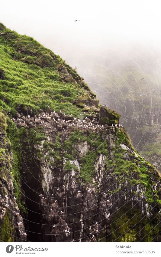 [Skye 18] Bird colony Environment Nature Climate change Beautiful weather Fog Plant Moss Coast Rock Cliff Wild animal Wing Puffin Guillemot Uria Kittiwake