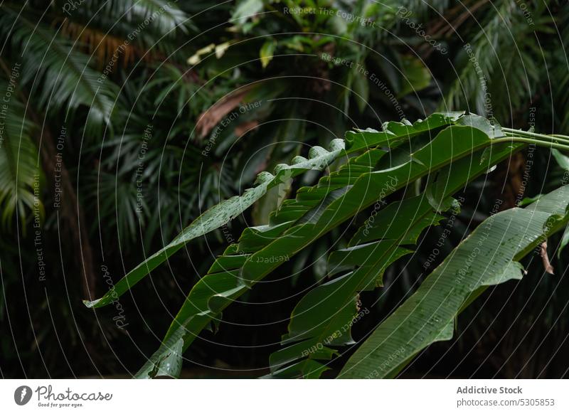 Green leaves of exotic plant leaf tropical flora forest nature foliage green natural growth fresh jungle rain botany vegetate lush costa rica hike rainforest