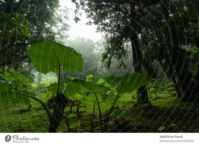 Tropical trees growing in cloudy forest nature rain foliage bush landscape lush scenic environment vegetate woods costa rica green weather overcast plant